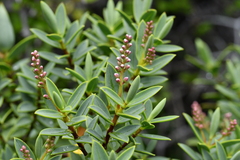 Veronica glaucophylla