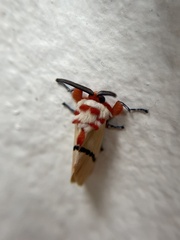 Trosia nigropunctigera