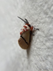 Trosia nigropunctigera