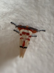 Trosia nigropunctigera