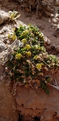 Lomatium latilobum