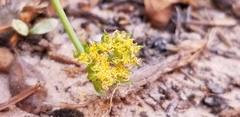 Lomatium latilobum