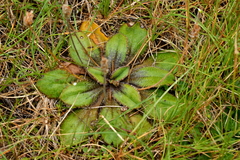 Plantago spathulata