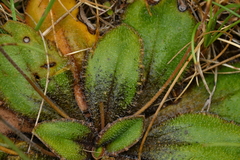 Plantago spathulata