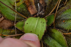 Plantago spathulata
