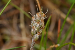Plantago spathulata