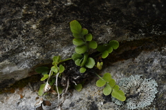 Asplenium lyallii