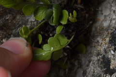 Asplenium lyallii