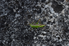 Conocephalus bilineatus