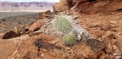 Opuntia trichophora