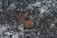 Lycaena boldenarum