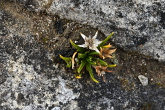 Colobanthus strictus