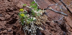 Lomatium latilobum