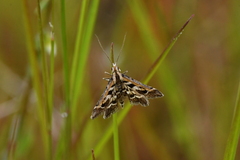 Diasemia grammalis