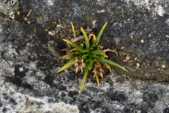 Colobanthus strictus