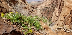 Lomatium latilobum