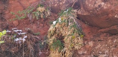 Lomatium latilobum