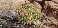 Lomatium latilobum