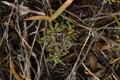 Coprosma petriei