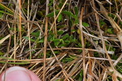 Coprosma petriei