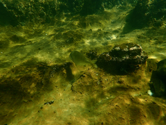 Acanthopagrus butcheri