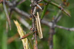 Orocrambus ramosellus