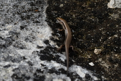 Oligosoma