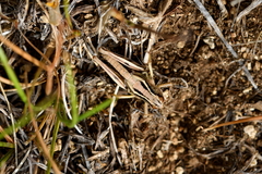 Phaulacridium marginale