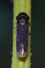 Oncometopia costaica