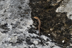 Oligosoma