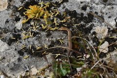 Oligosoma