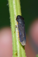 Oncometopia costaica