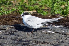 Sternula albifrons