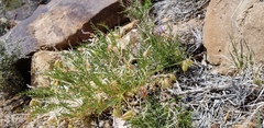 Astragalus eastwoodiae
