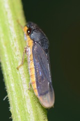 Oncometopia costaica