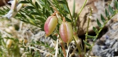 Astragalus eastwoodiae