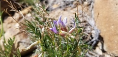 Astragalus eastwoodiae