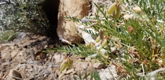 Astragalus eastwoodiae