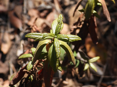 Diplacus aurantiacus