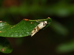 Antipterna trilicella
