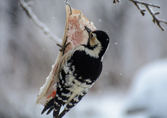 Dendrocopos leucotos