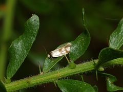 Antipterna trilicella