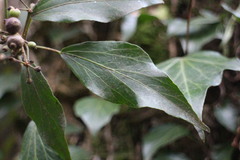Hedera rhombea