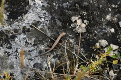 Oligosoma