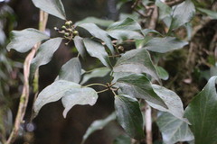 Hedera rhombea
