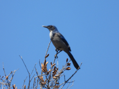 Aphelocoma insularis