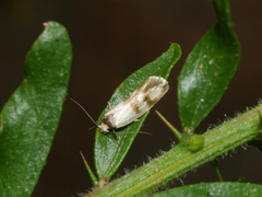 Antipterna trilicella