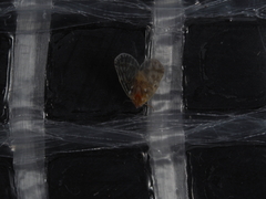 Saccharodite chrysonoe