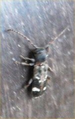 Psenocerus supernotatus