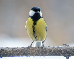 Parus major